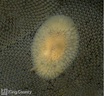 Photo of Atalodoris jannae
